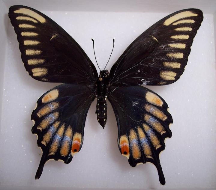 Papilio troilus aberration [radianthus] female (USA) (Internet Image property of respective owner, non-commercial use only)